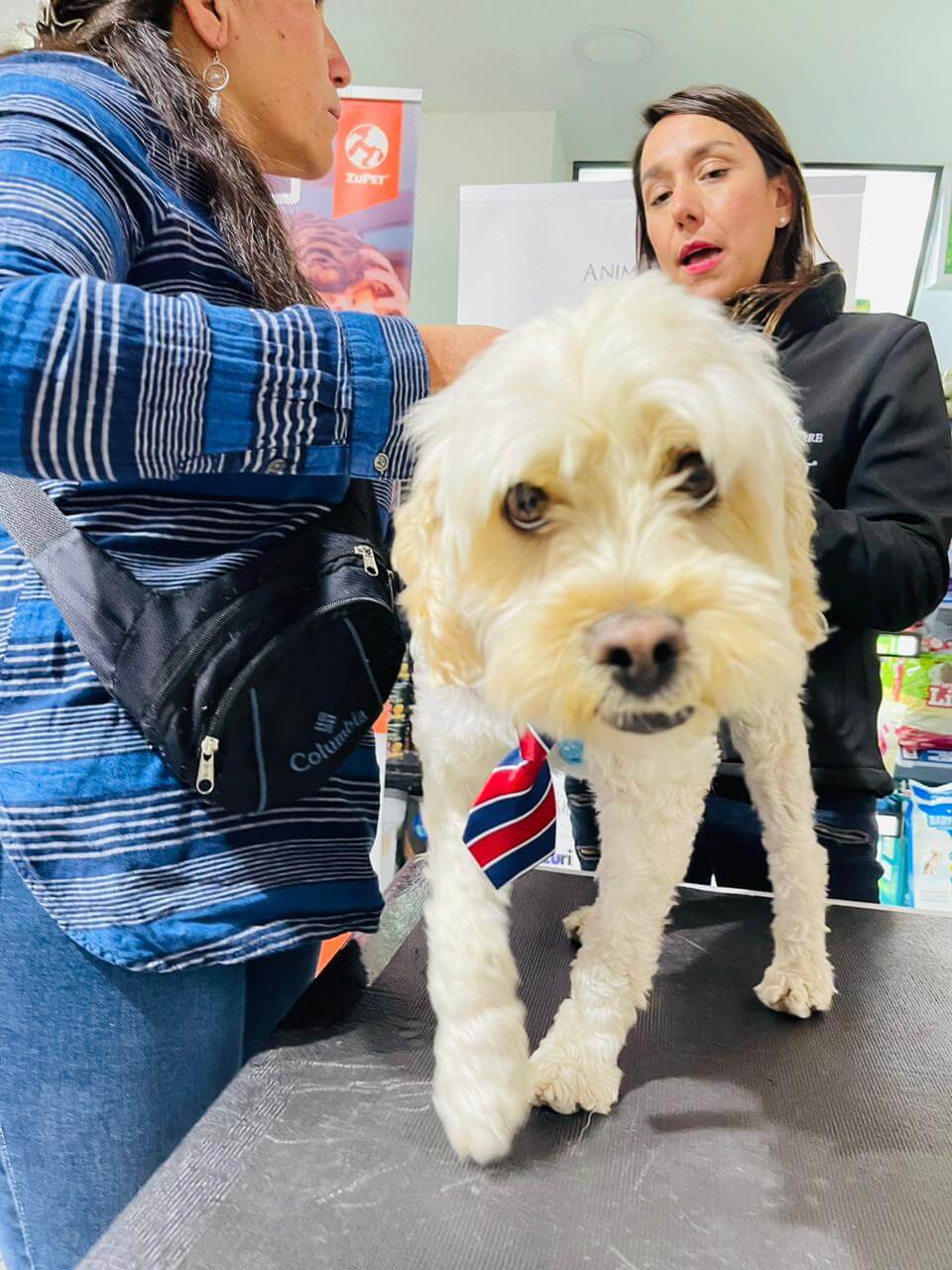 Chequeo Dental Gratuito para Perros y Gatos en tienda Viña del Mar